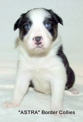 Triclour Female border collie puppy